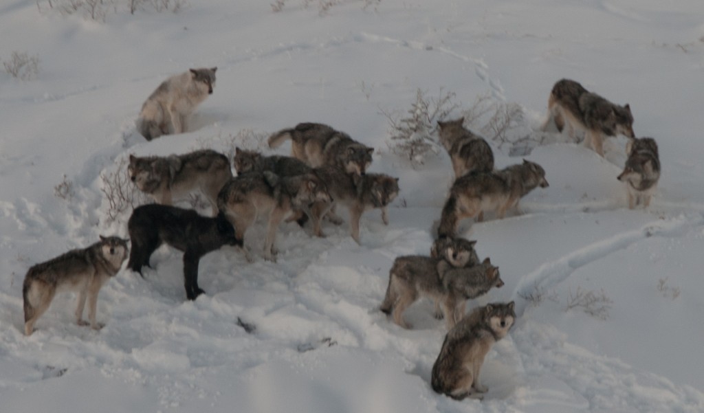In dieser seltenen Aufnahme sehen Sie Wölfe aller Altersklassen. Ein Drittel davon sollten erwachsene Tiere sein. Foto Alan Baer.