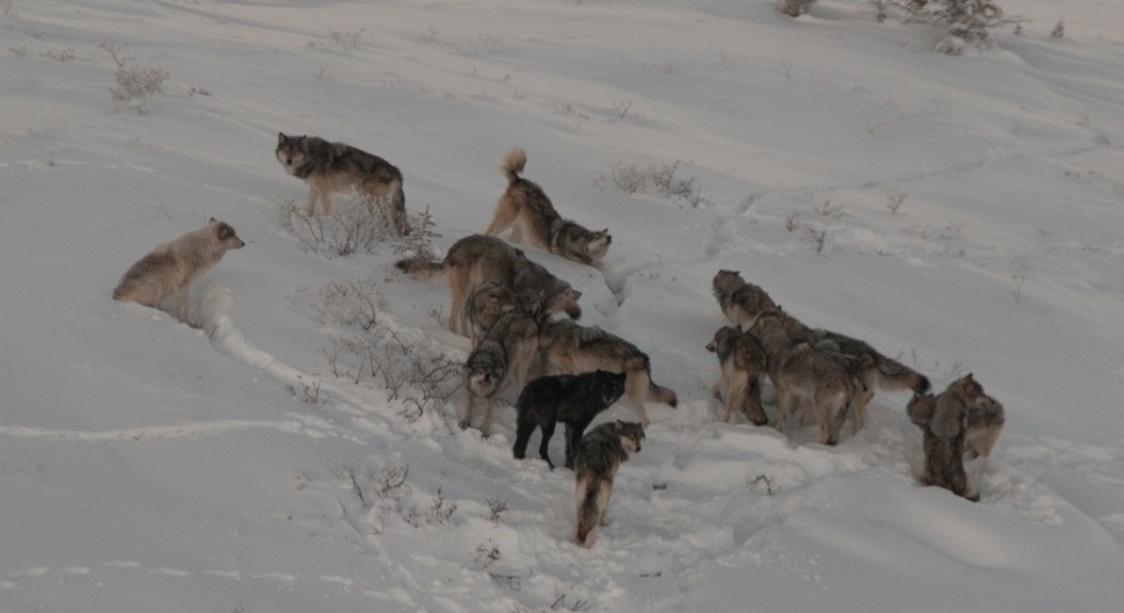 Ein Wolfsrudel im kanadischen Yukon: Sind der fast weiße Wolf links oder der schwarze im Vordergrund Hybriden, nur weil sie sich äußerlich von ihren Artgenossen unterscheiden? Foto Alan Baer.