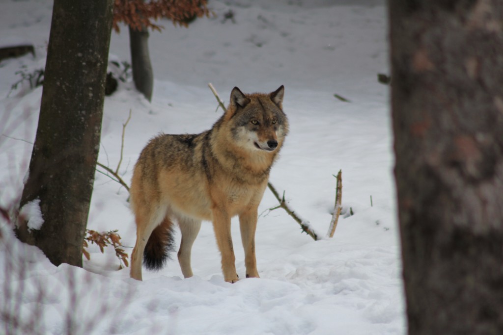 An der Reproduktion gehinderter Wolf (Foto Peuker)